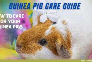 Care for Guinea Pigs
