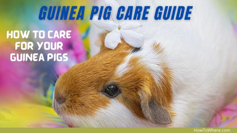 Care for Guinea Pigs