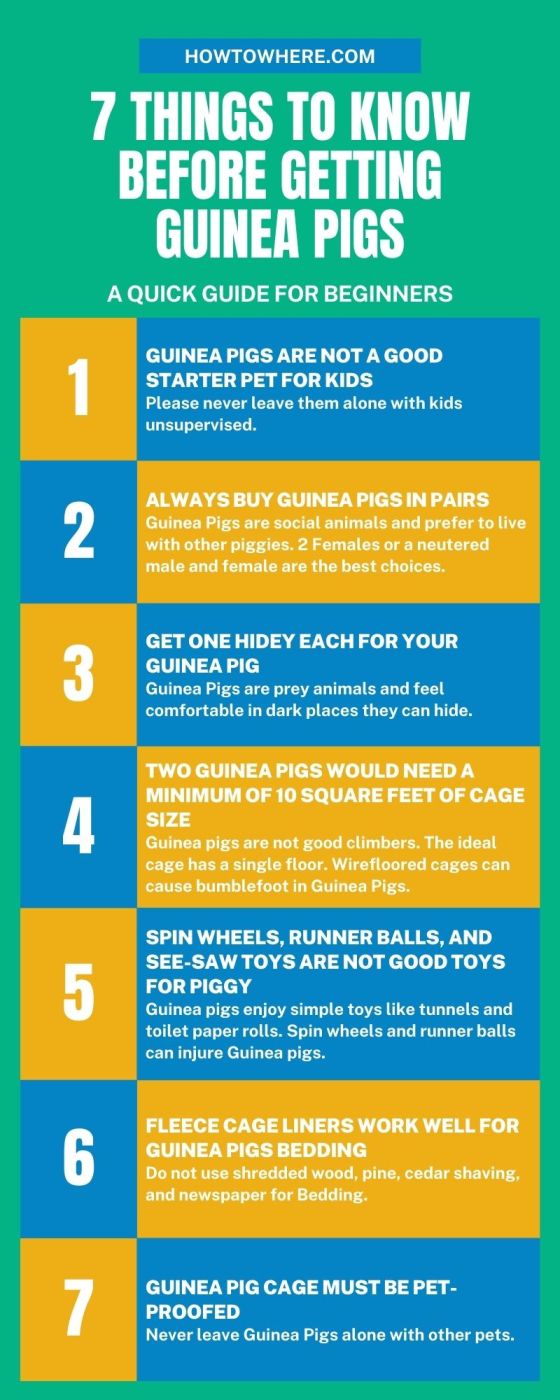 Guinea Pig Beginner Guide