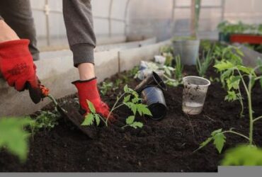 home gardening tips