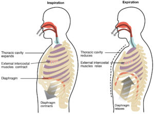 breathing meditation