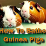 how to bathe guinea pigs