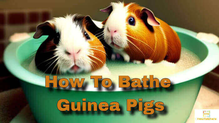 how to bathe guinea pigs